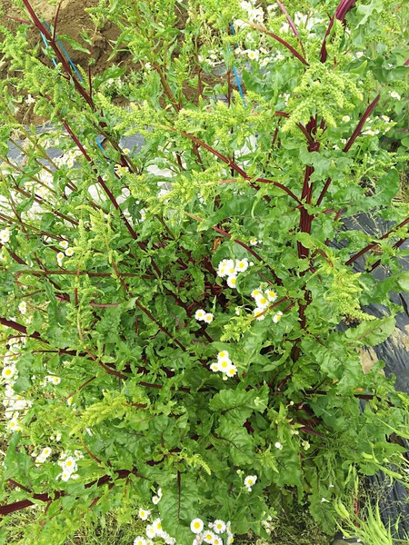 20160504_4347.jpg