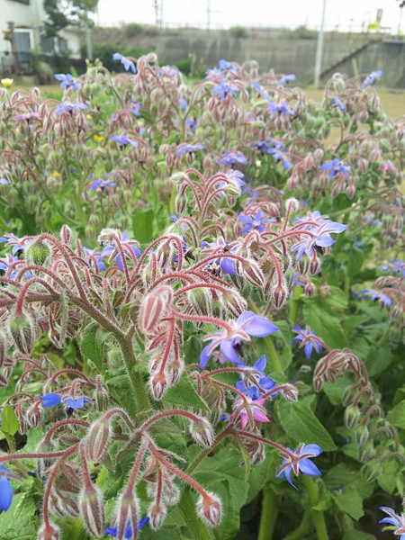 20160504_9361.jpg