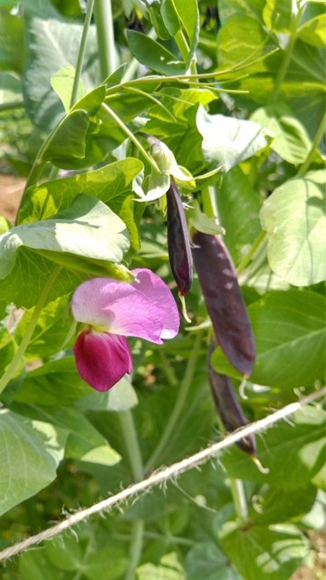 Image-2.jpeg