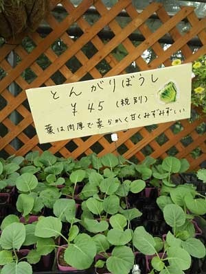 sDSC_0537.jpg